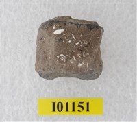 藏品(魚骨)的圖片